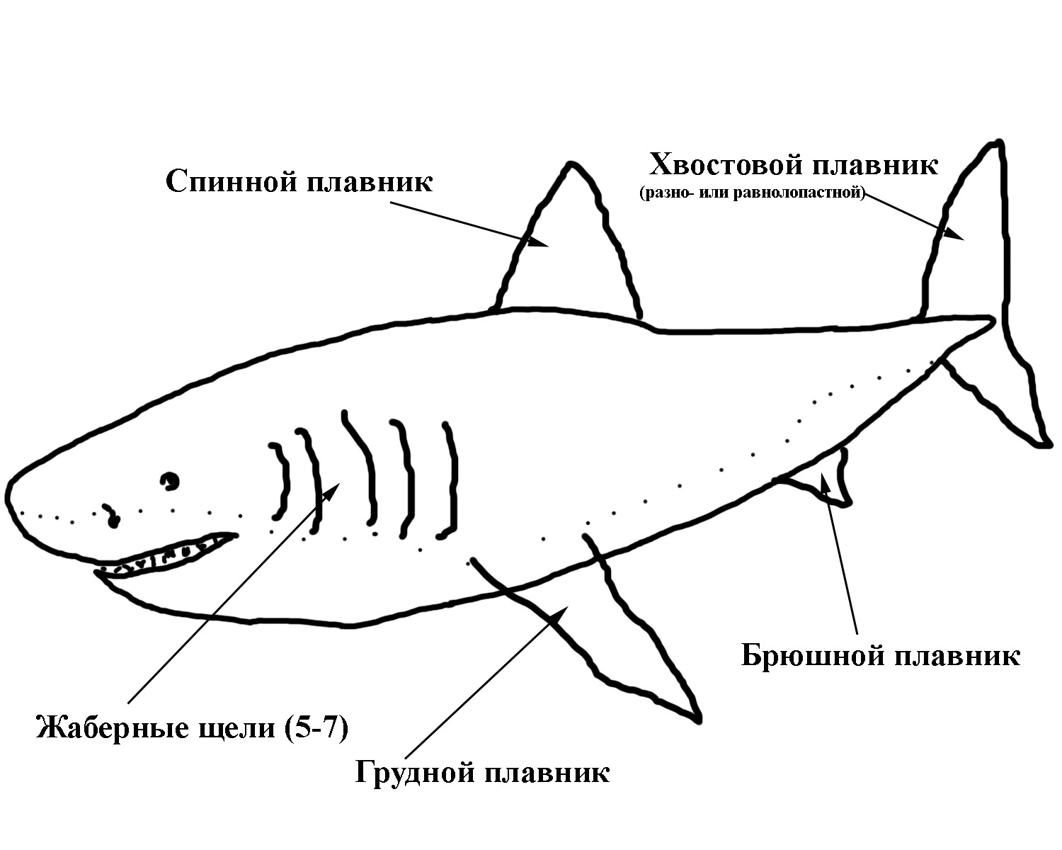Строение акулы биология
