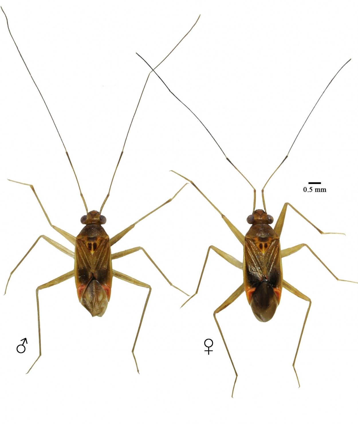 20200914 fig1 habitus tatupa 1