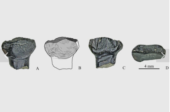 paleodont